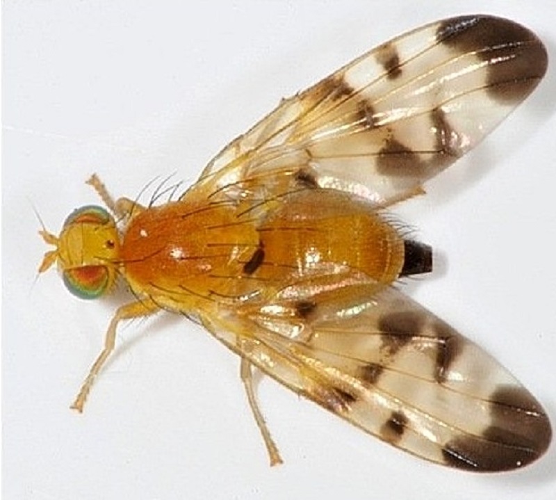 Trypeta immaculata femmina (Tephriditae)